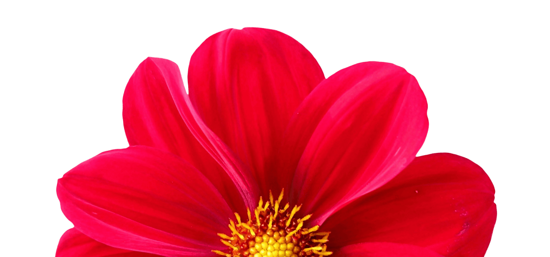 red dahlia flower image