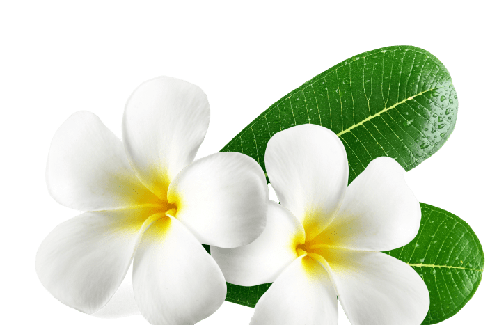 Frangipani Flower image