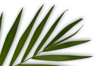 Green Leaf of Palm Tree